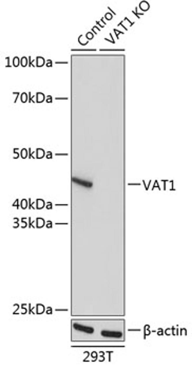 Western blot analysis of extracts from normal (control) and VAT1 knockout (KO) 293T cells using VAT1 Polyclonal Antibody at dilution of 1:1000.