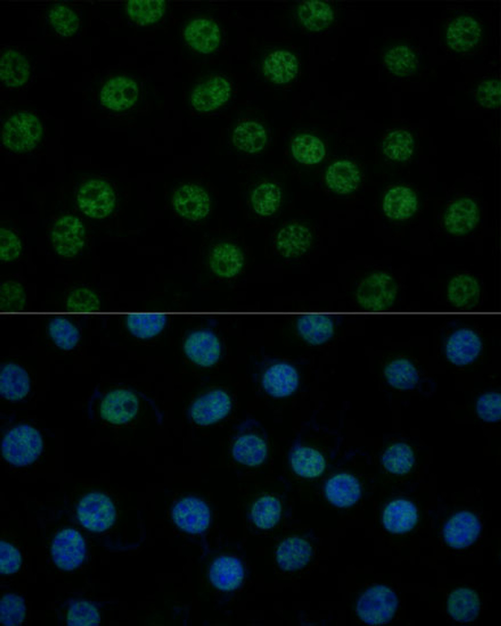 Immunofluorescence analysis of L929 cells using GTF2B Polyclonal Antibody at dilution of  1:100 (40x lens). Blue: DAPI for nuclear staining.