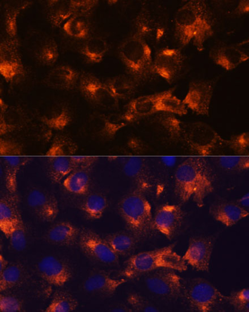 Immunofluorescence analysis of C6 cells using P2RY12 Polyclonal Antibody at dilution of  1:100. Blue: DAPI for nuclear staining.