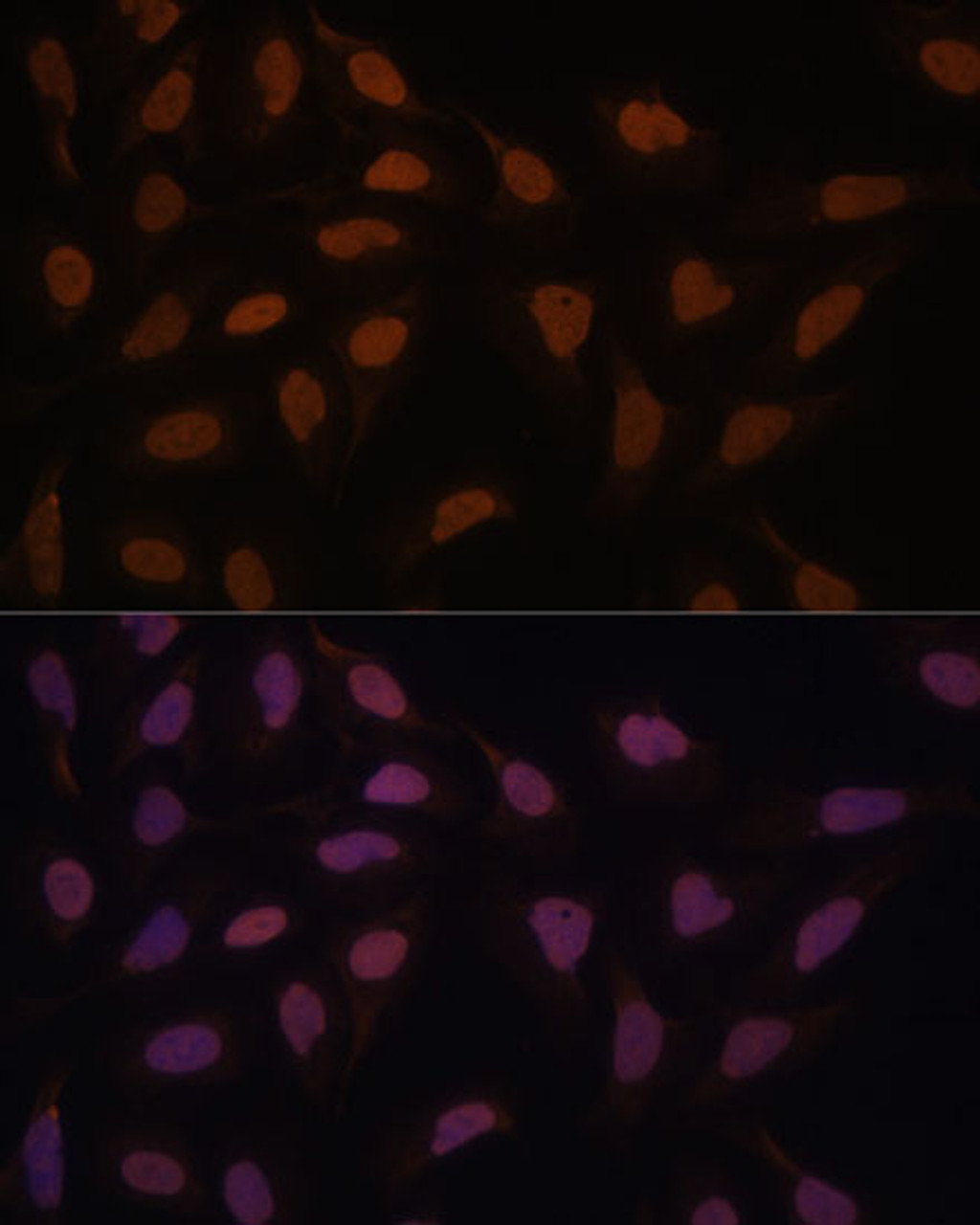 Immunofluorescence analysis of U-2 OS cells using FCF1 Polyclonal Antibody at dilution of  1:100. Blue: DAPI for nuclear staining.