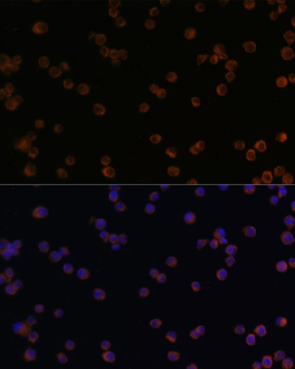 Immunofluorescence analysis of Raw264.7 cells using YKL-40 / CHI3L1 Polyclonal Antibody at dilution of  1:100. Blue: DAPI for nuclear staining.