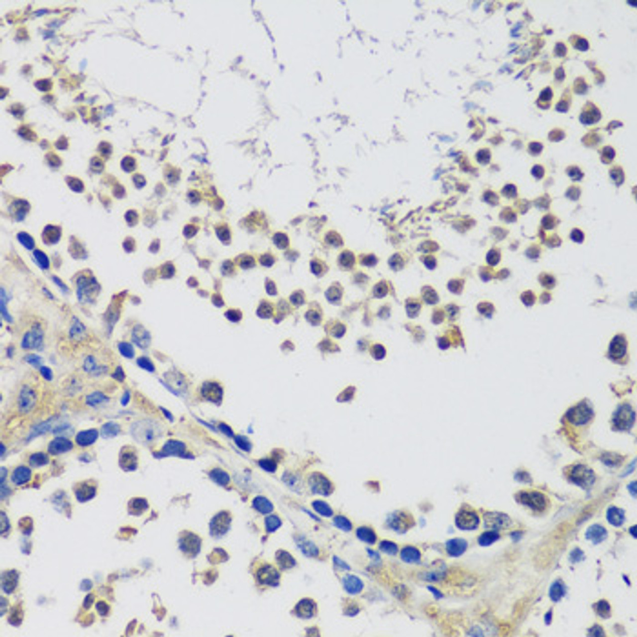 Immunohistochemistry of paraffin-embedded Mouse testis using C10orf62 Polyclonal Antibody at dilution of  1:100 (40x lens).