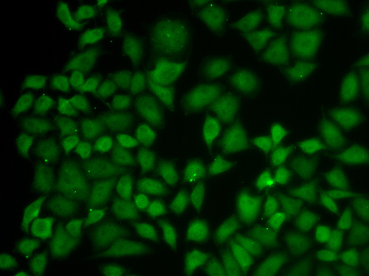 Immunofluorescence analysis of A549 cells using KPNA1 Polyclonal Antibody