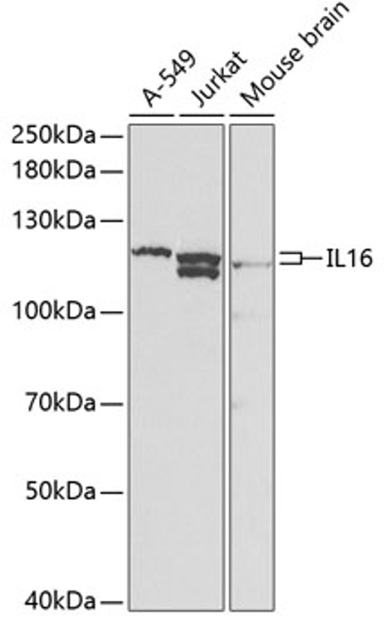 Western blot analysis of extracts of various cell lines using IL16 Polyclonal Antibody at dilution of 1:1000.