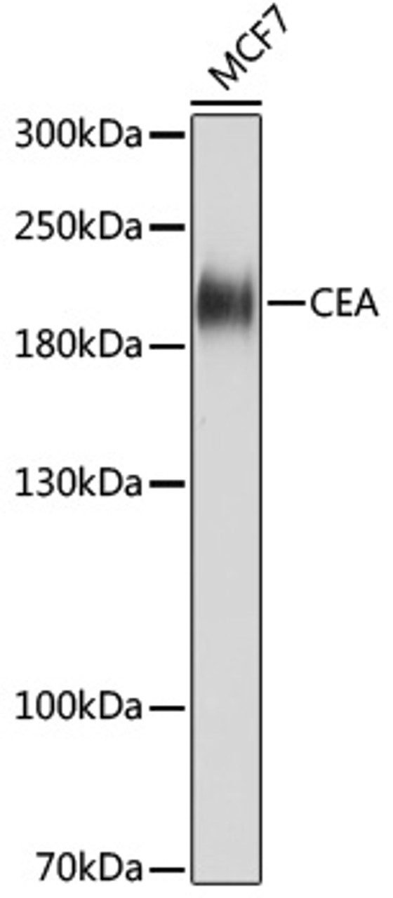 Western blot analysis of extracts of MCF7 cells using CEACAM5 Monoclonal Antibody at dilution of 1:1000.