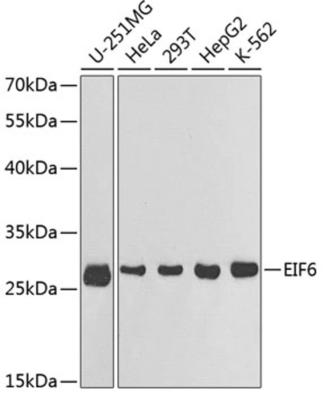 Western blot analysis of extracts of various cell lines using EIF6 Polyclonal Antibody at dilution of 1:1000.