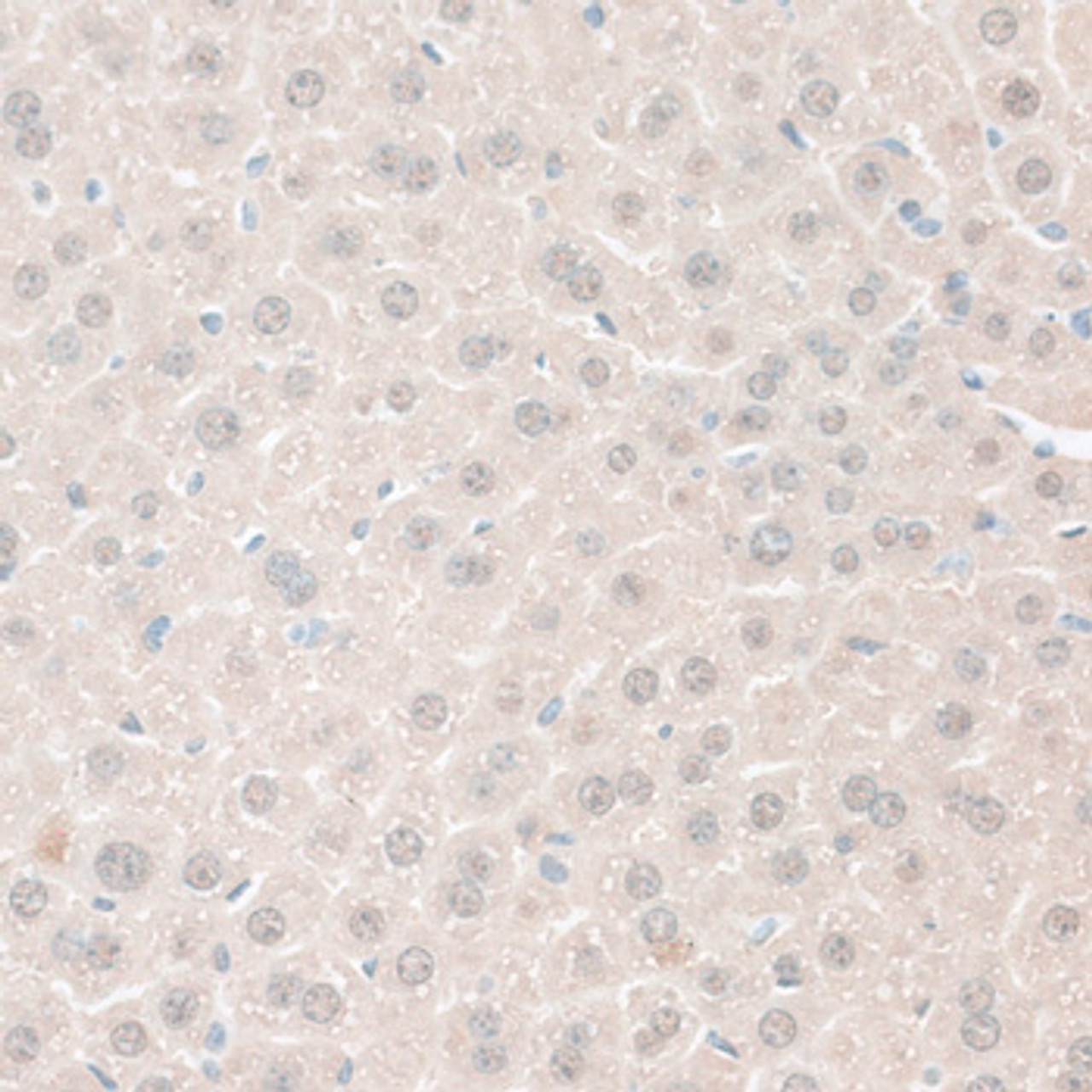 Immunohistochemistry of paraffin-embedded Mouse liver using ARG1 / Arginase 1 Polyclonal Antibody at dilution of  1:100 (40x lens).