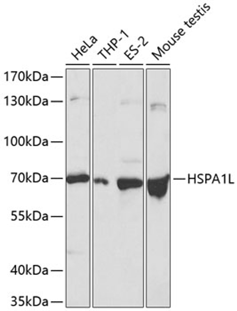 Western blot analysis of extracts of various cell lines using HSPA1L Polyclonal Antibody at dilution of 1:500.