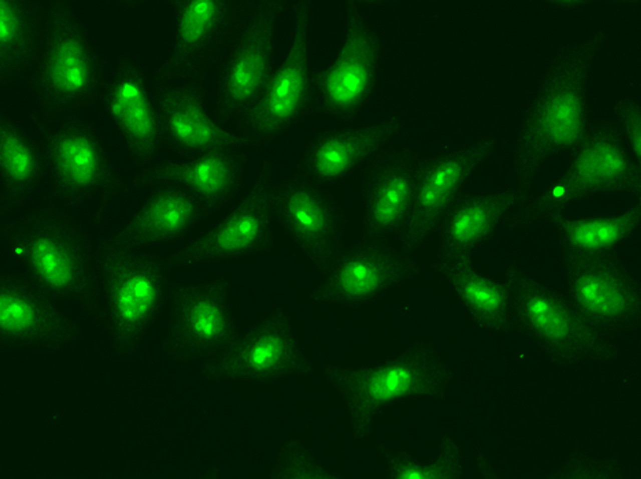 Immunofluorescence analysis of A549 cells using POLR2D Polyclonal Antibody