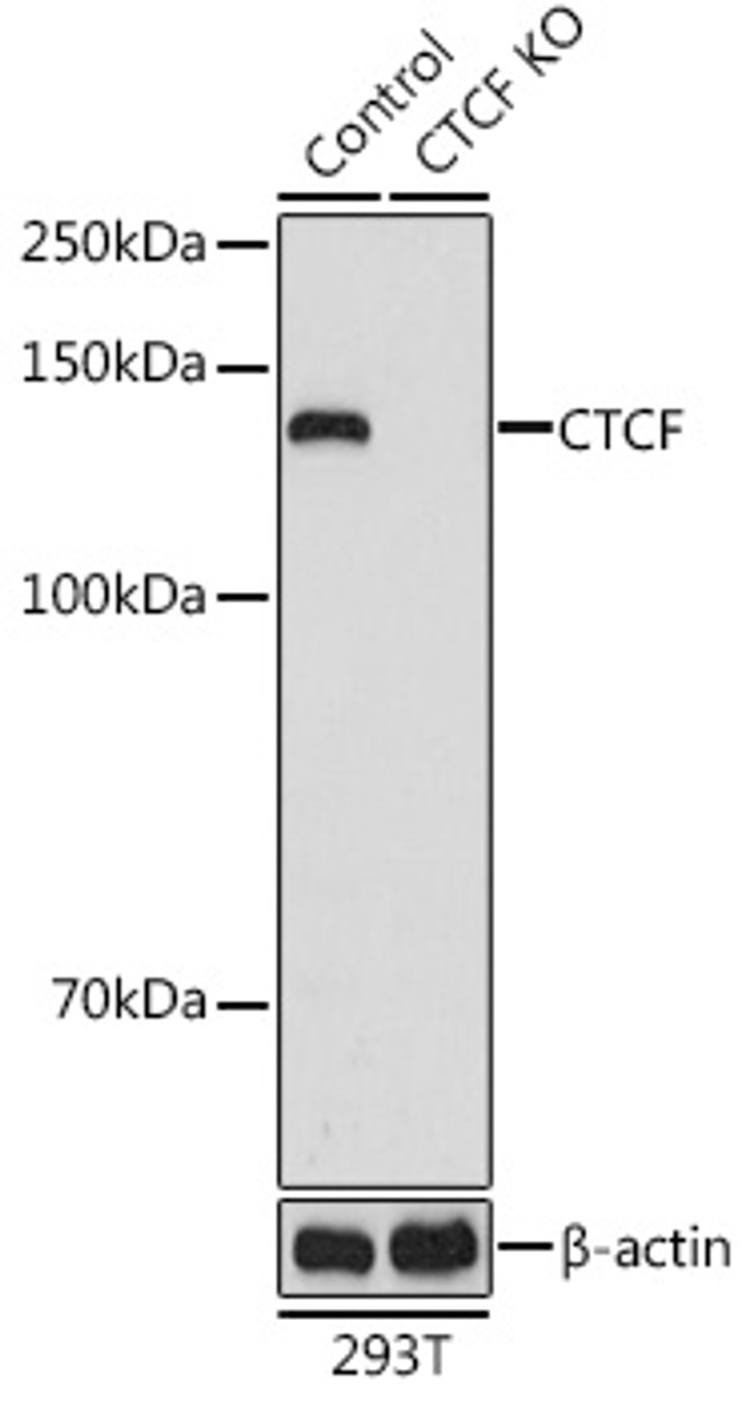 Western blot analysis of extracts from normal (control) and CTCF knockout (KO) 293T cells using CTCF Polyclonal Antibody at dilution of 1:1000.