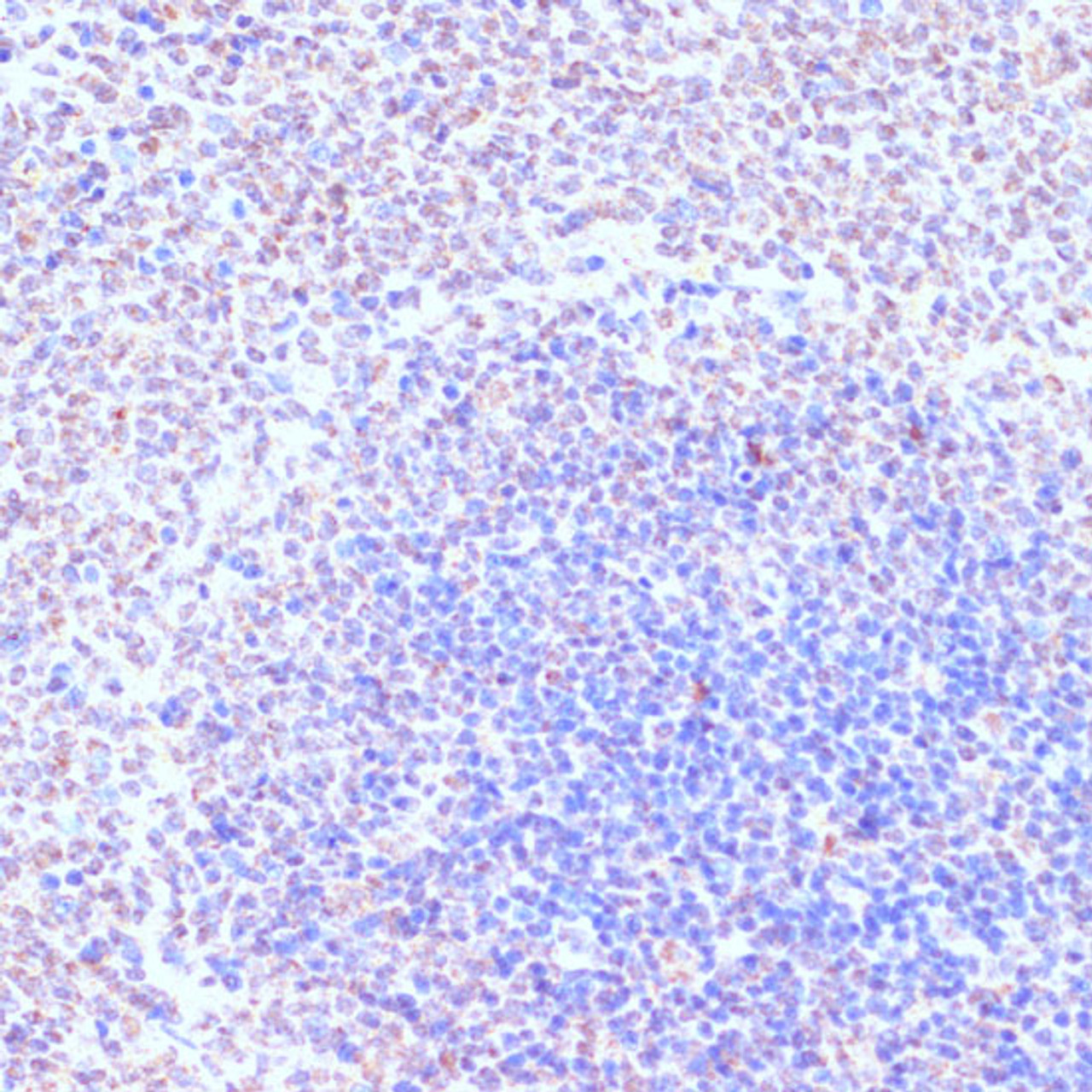 Immunohistochemistry of paraffin-embedded Rat spleen using RXRG Polyclonal Antibody at dilution of  1:100 (40x lens).