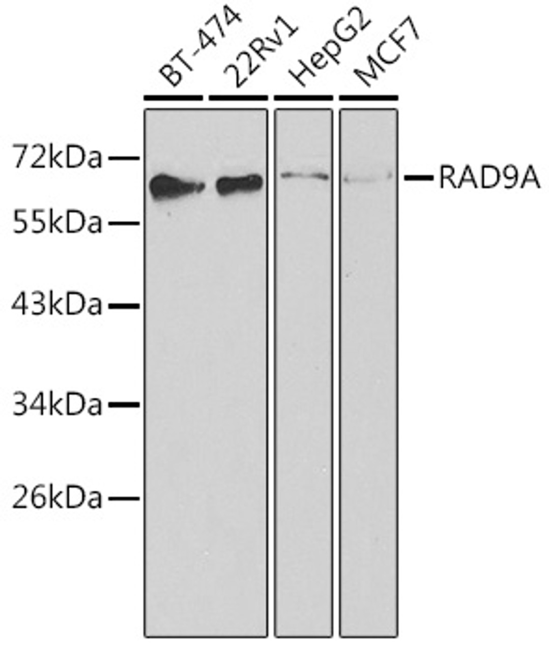 Western blot analysis of extracts of various cell lines using RAD9A Polyclonal Antibody at dilution of 1:1000.