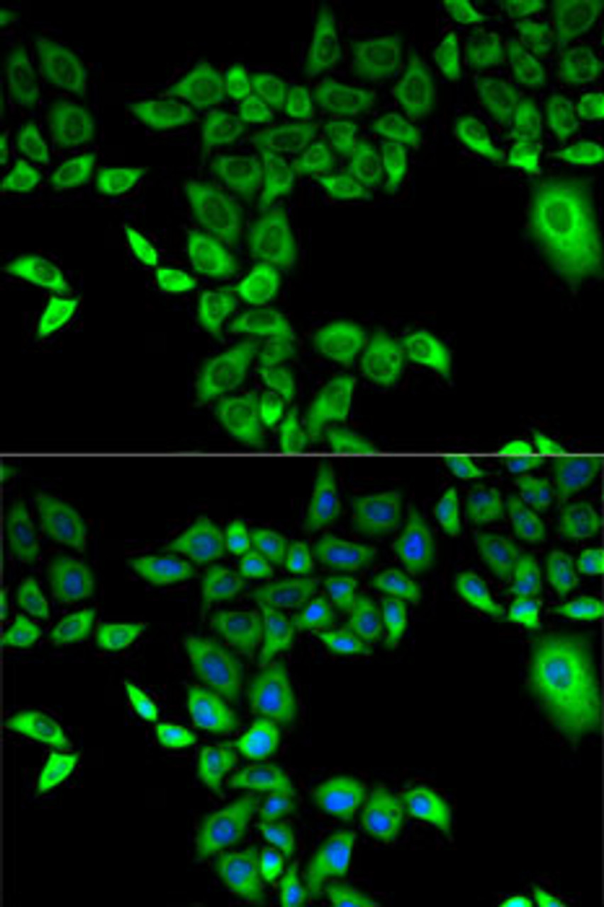 Immunofluorescence analysis of A-549 cells using FMO3 Polyclonal Antibody