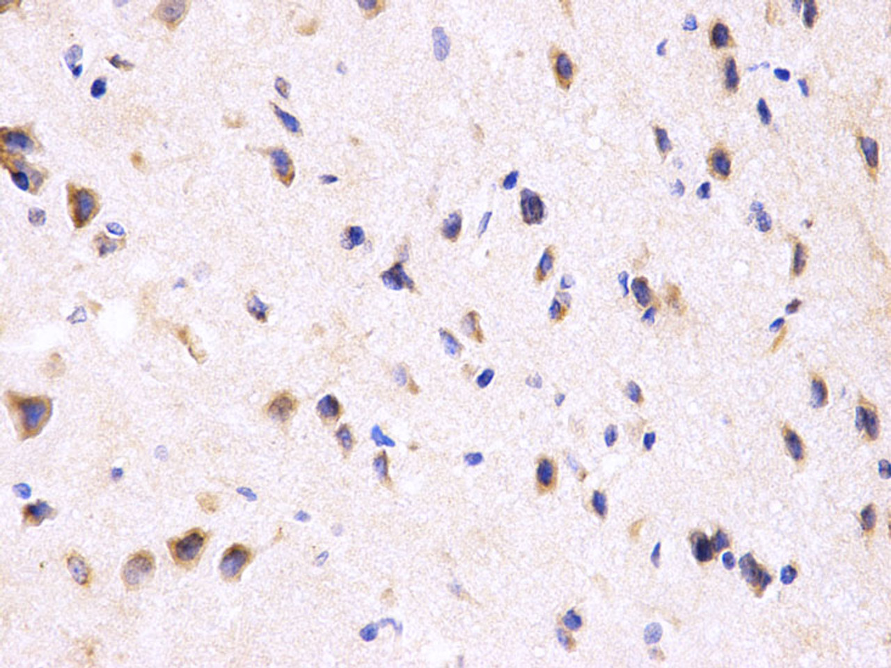 Immunohistochemistry of paraffin-embedded Rat brain using PPP2R4 Polyclonal Antibody at dilution of  1:200 (40x lens).