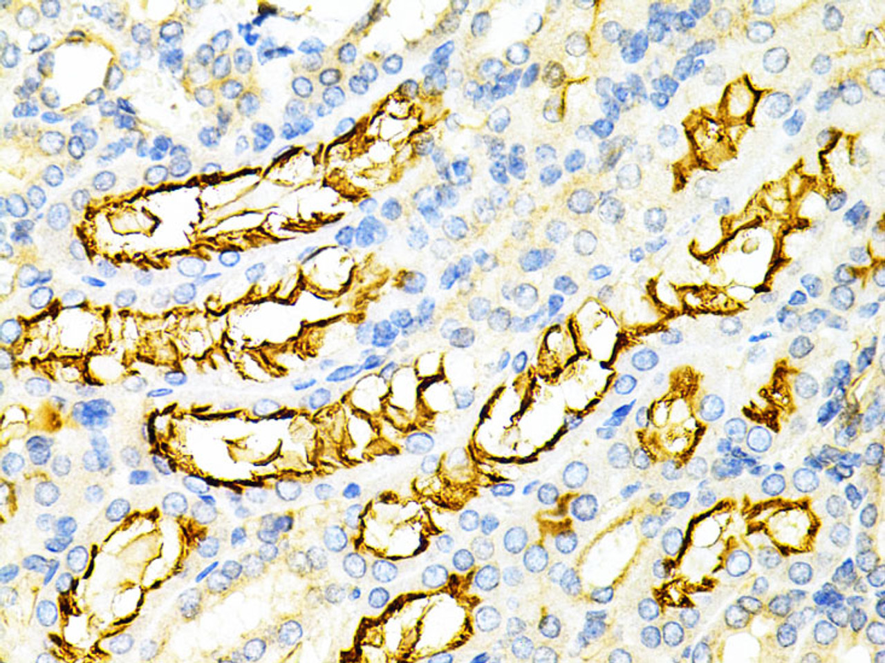 Immunohistochemistry of paraffin-embedded Mouse kidney using PPP2R4 Polyclonal Antibody at dilution of  1:200 (40x lens).