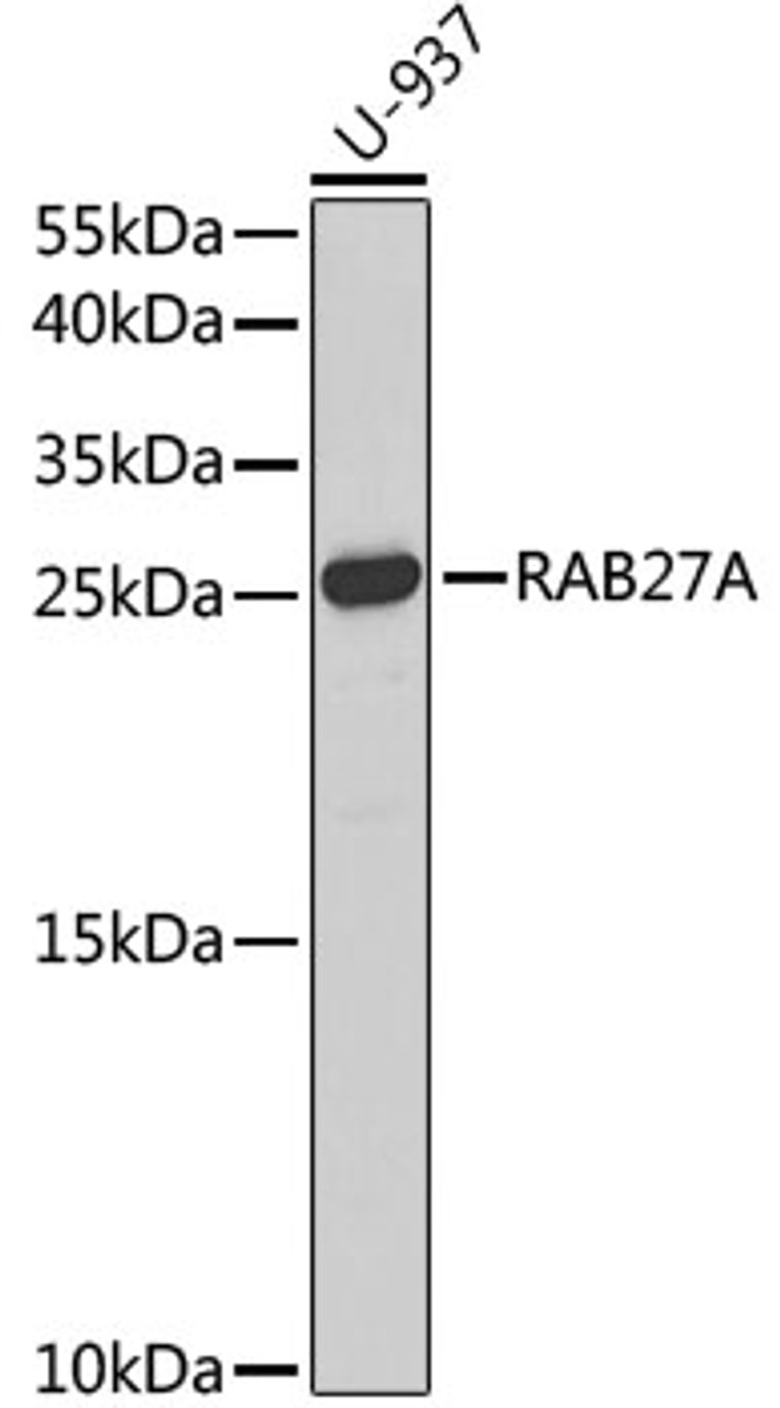 Western blot analysis of extracts of U-937 cells using RAB27A Polyclonal Antibody at dilution of 1:1000.