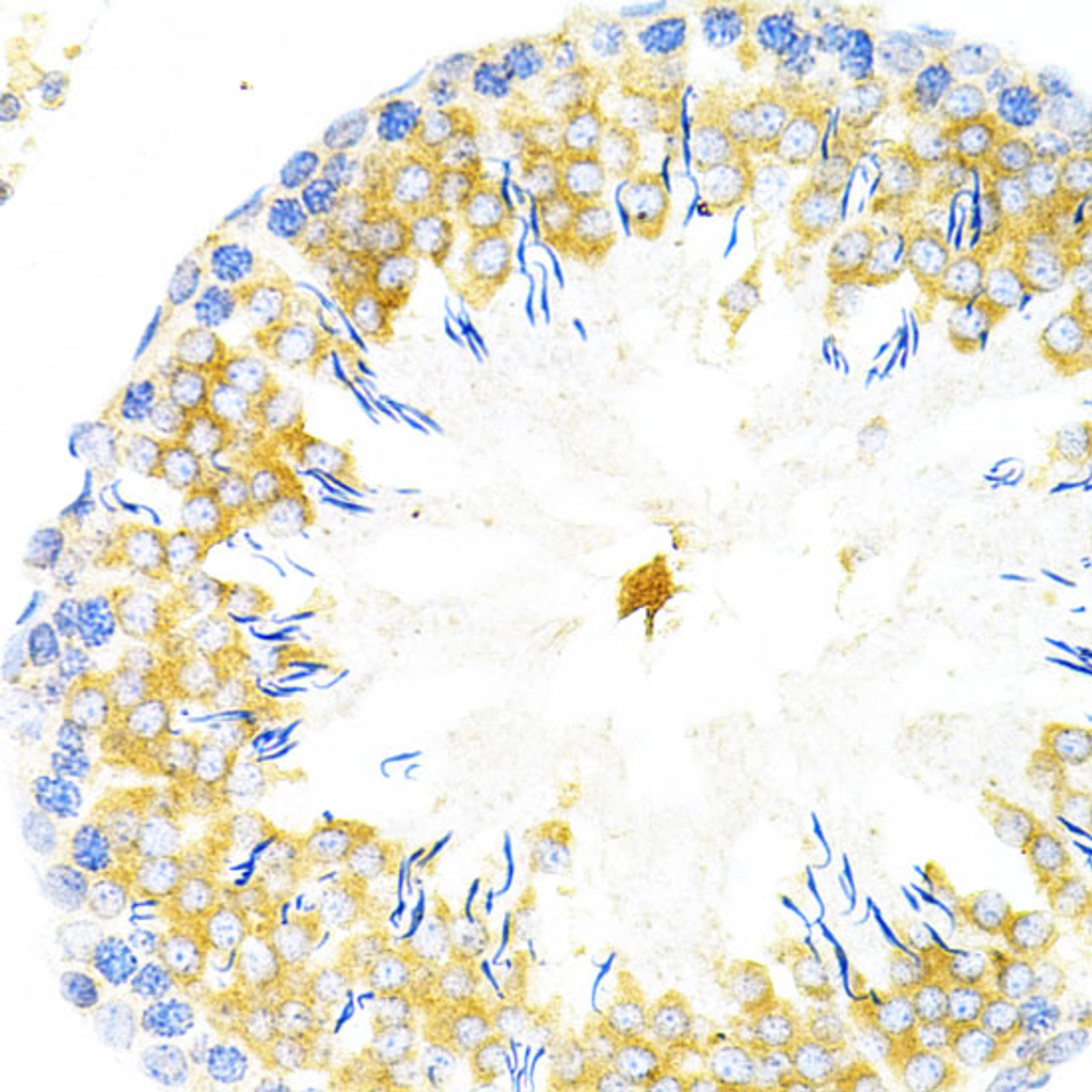 Immunohistochemistry of paraffin-embedded Rat testis using TAPBP Polyclonal Antibody at dilution of  1:200 (40x lens).