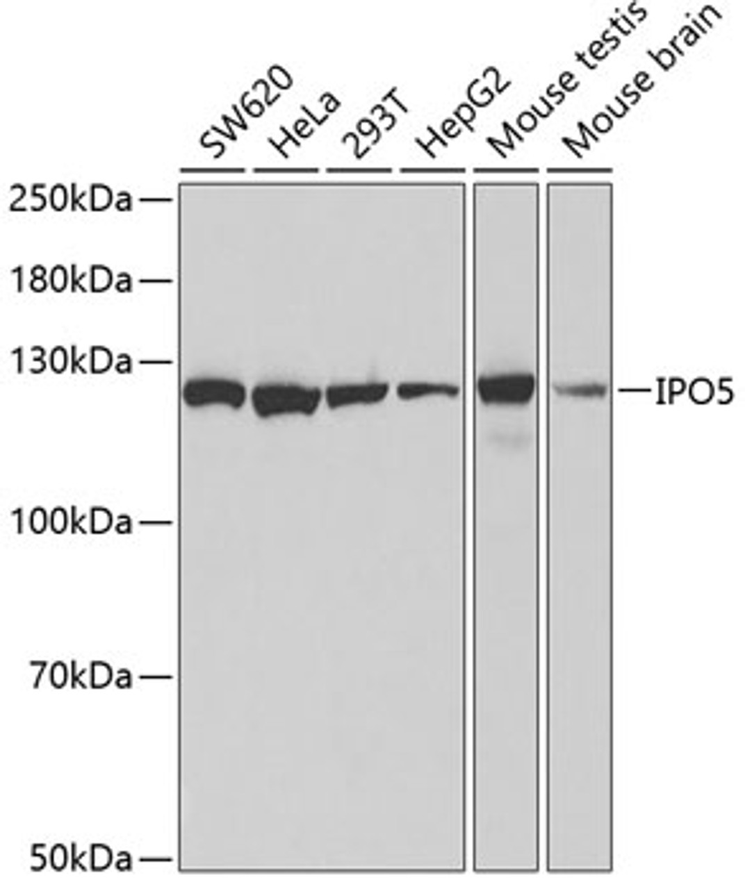 Western blot analysis of extracts of various cell lines using IPO5 Polyclonal Antibody at dilution of 1:1000.