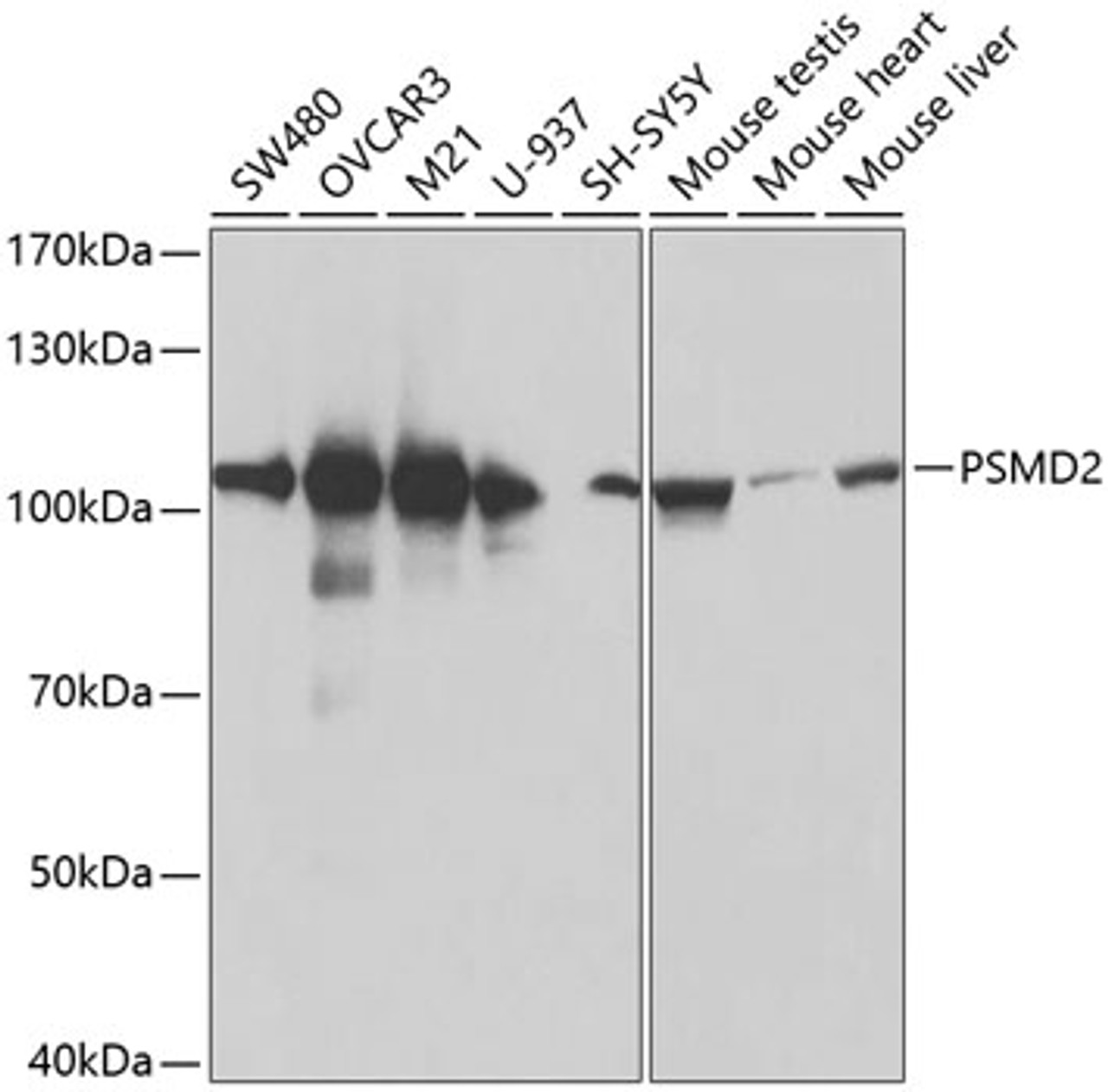 Western blot analysis of extracts of various cell lines using PSMD2 Polyclonal Antibody at dilution of 1:600.