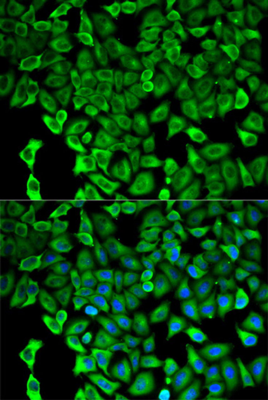 Immunofluorescence analysis of HeLa cells using PSMD2 Polyclonal Antibody