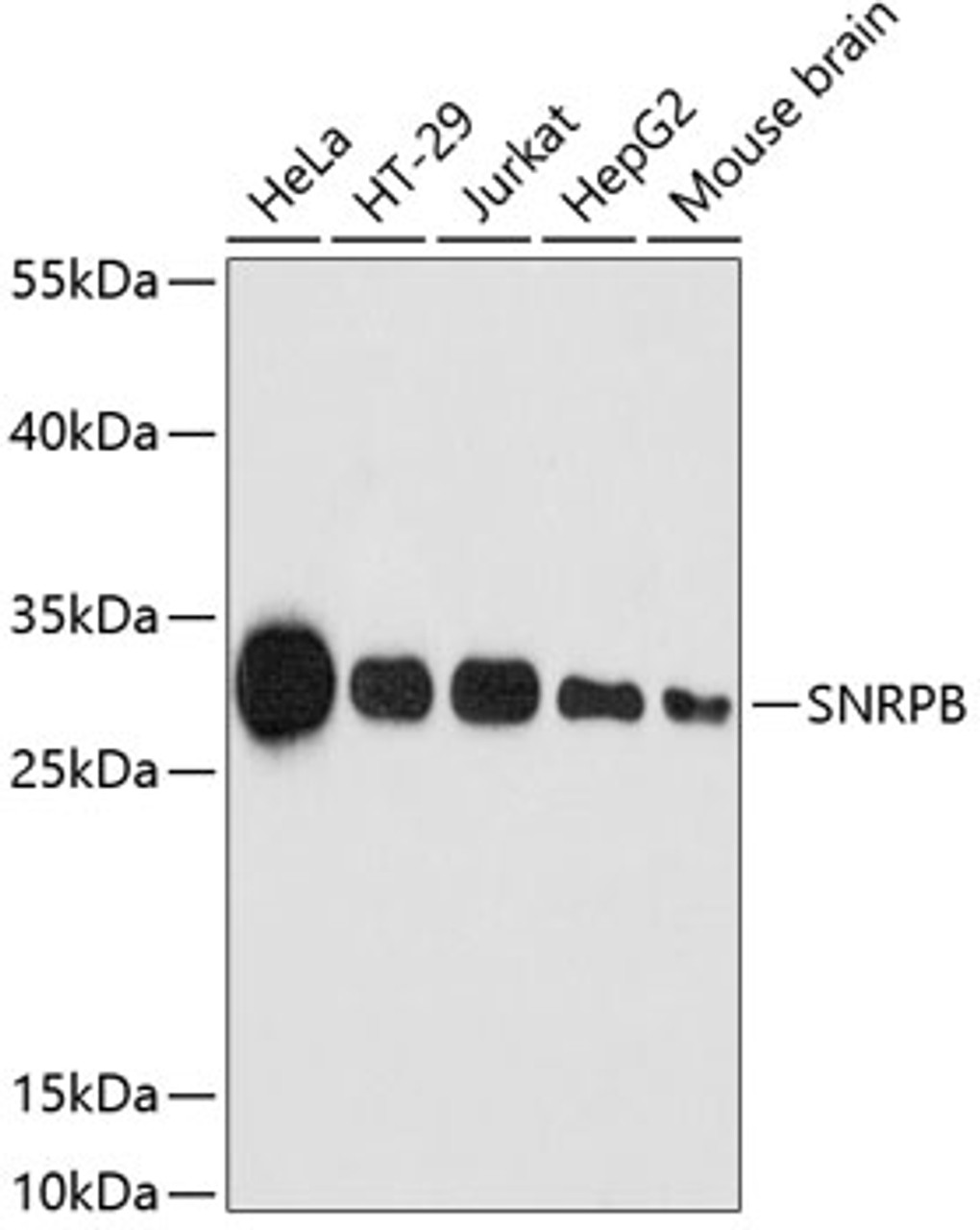 Western blot analysis of extracts of various cell lines using SNRPB Polyclonal Antibody at dilution of 1:3000.