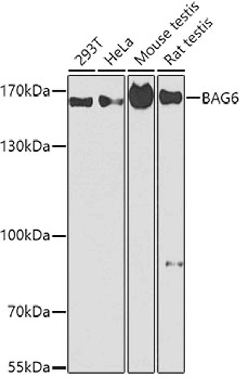 Western blot analysis of extracts of various cell lines using BAG6 Polyclonal Antibody at dilution of 1:1000.
