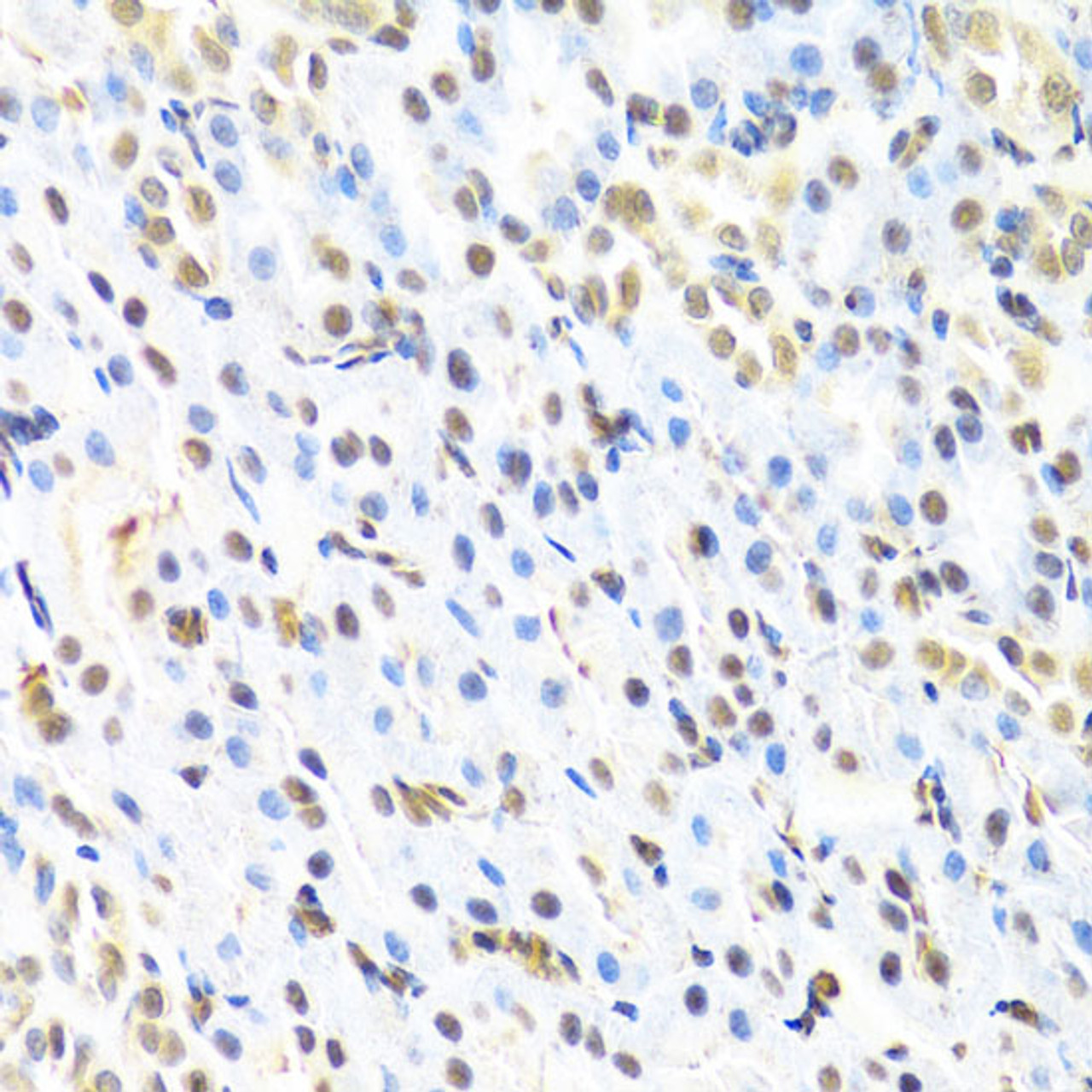 Immunohistochemistry of paraffin-embedded Rat kidney using RUNX1 Polyclonal Antibody at dilution of  1:100 (40x lens).