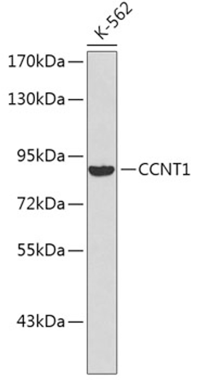 Western blot analysis of extracts of K-562 cells using CCNT1 Polyclonal Antibody.