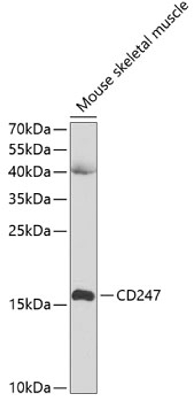 Western blot analysis of extracts of Mouse skeletal muscle using CD247 Polyclonal Antibody at dilution of 1:1000.