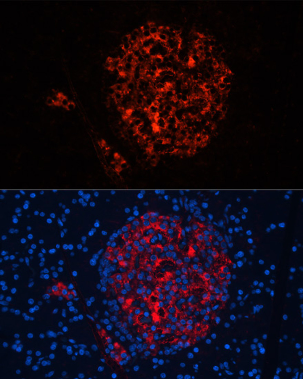 Immunofluorescence analysis of Rat pancreas using INS Polyclonal Antibody at dilution of  1:100. Blue: DAPI for nuclear staining.