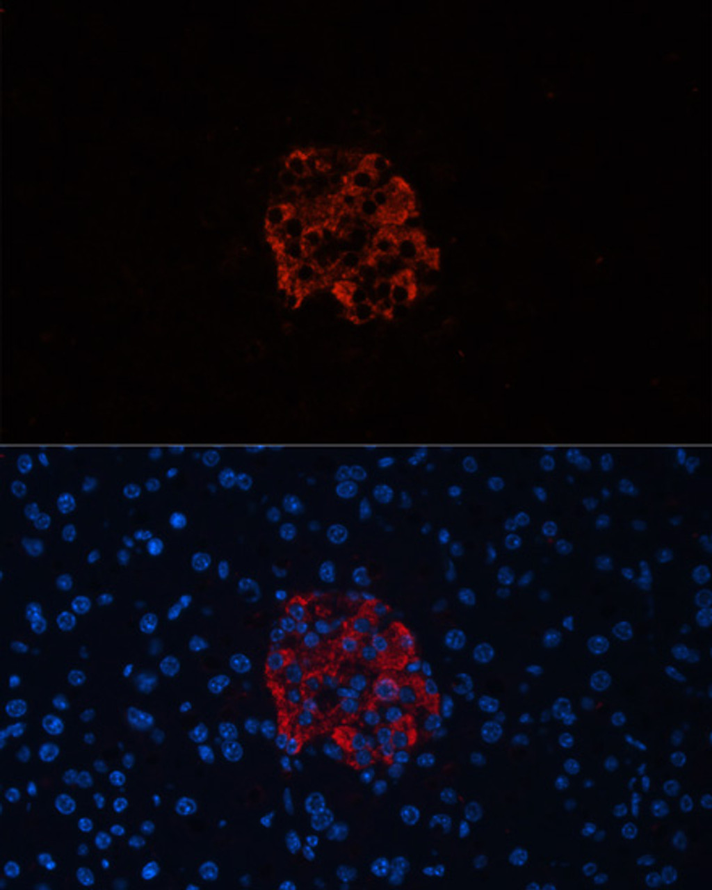 Immunofluorescence analysis of Mouse pancreas using INS Polyclonal Antibody at dilution of  1:100. Blue: DAPI for nuclear staining.