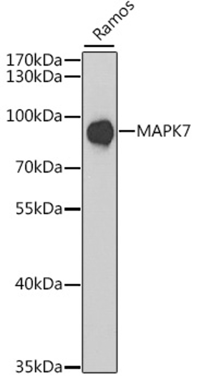 Western blot analysis of extracts of Ramos cells using MAPK7 Polyclonal Antibody at dilution of 1:1000.