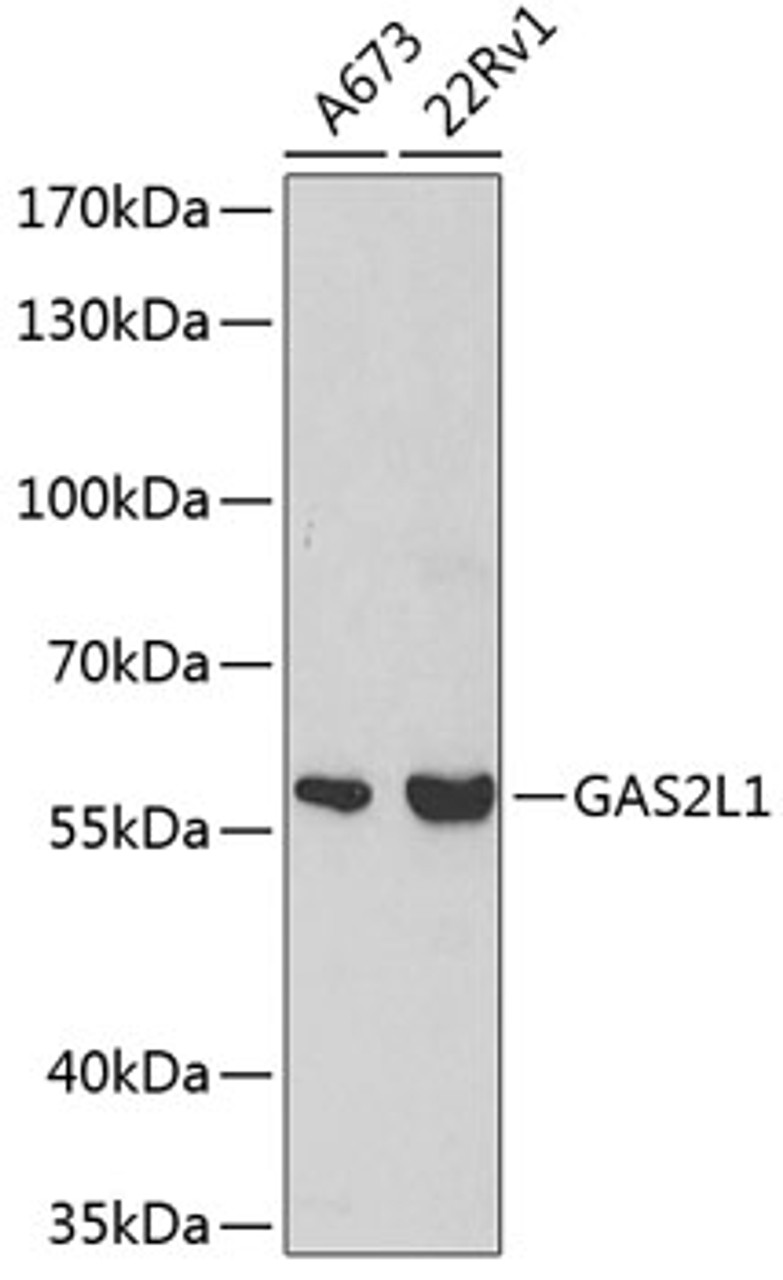 Western blot analysis of extracts of various cell lines using GAS2L1 Polyclonal Antibody at dilution of 1:500.