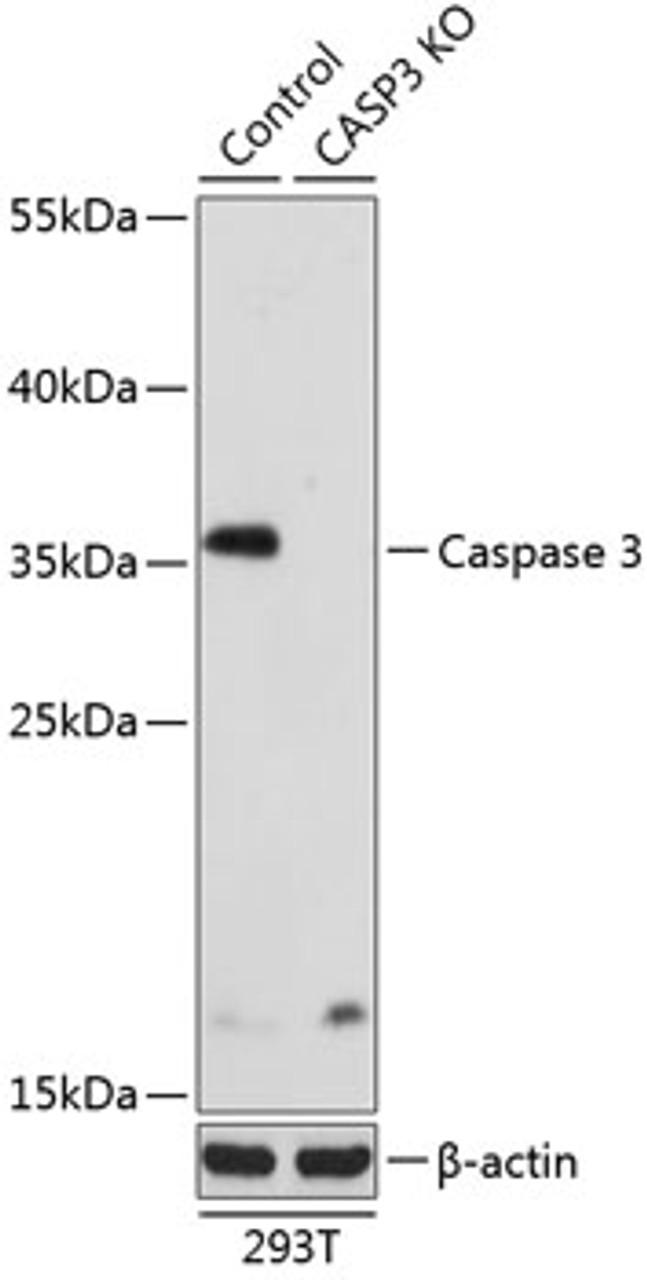 Western blot analysis of extracts from normal (control) and Caspase-3 knockout (KO) 293T cells using Caspase-3 Polyclonal Antibody at dilution of 1:1000.