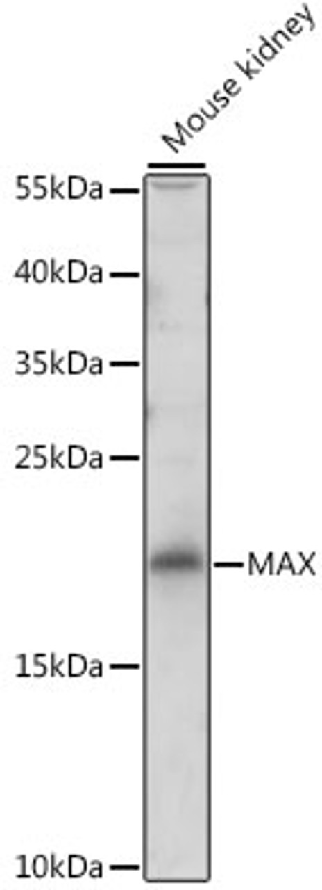 Western blot analysis of extracts of Mouse kidney using MAX Polyclonal Antibody at dilution of 1:500.