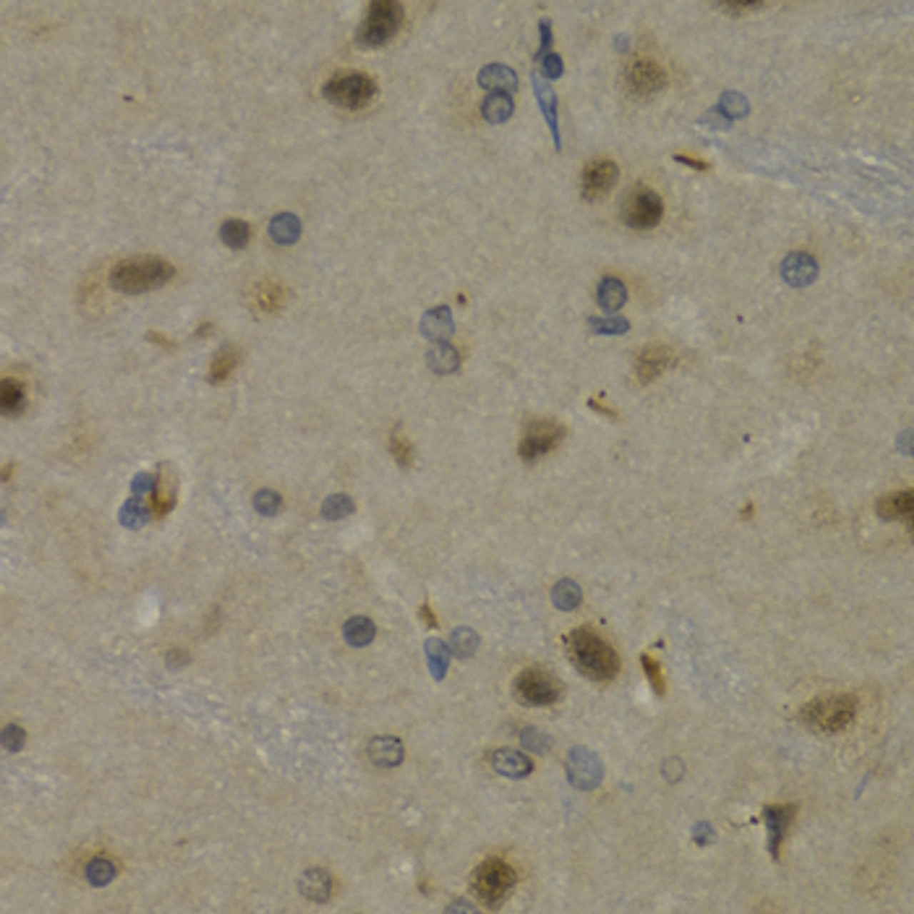 Immunohistochemistry of paraffin-embedded Rat brain using MAX Polyclonal Antibody at dilution of  1:200 (40x lens).