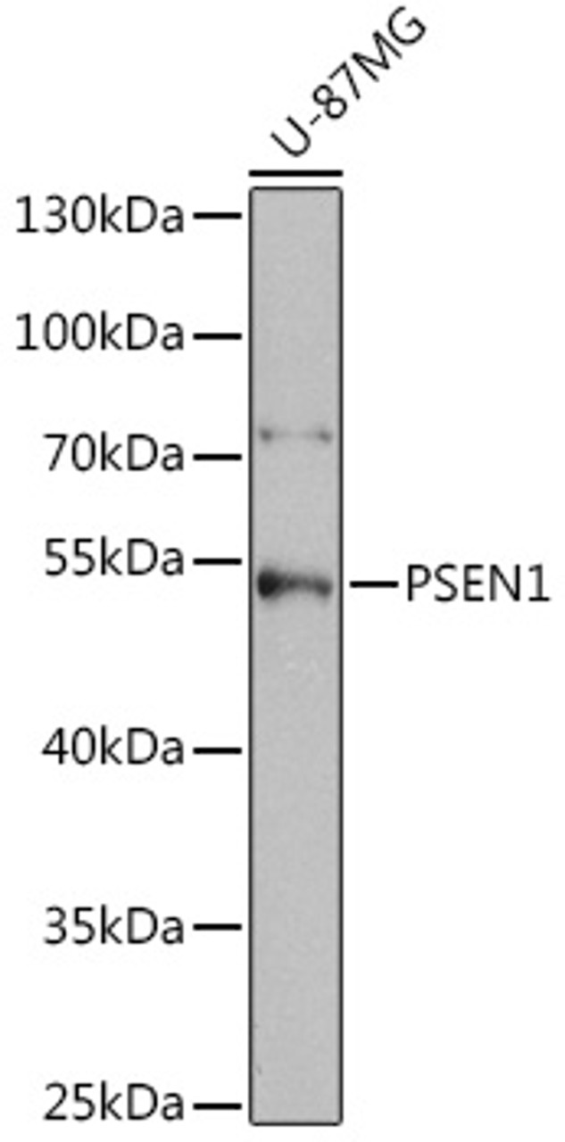 Western blot analysis of extracts of U-87MG cells using PSEN1 Polyclonal Antibody at dilution of 1:1000.