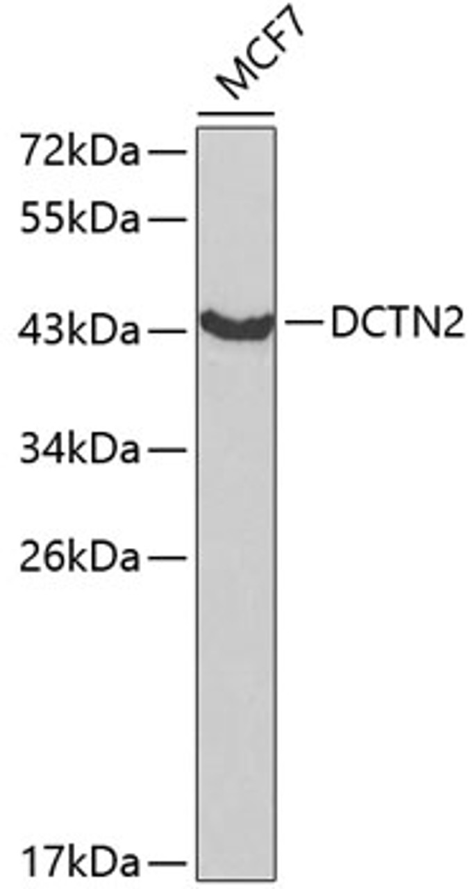 Western blot analysis of extracts of MCF-7 cells using DCTN2 Polyclonal Antibody at dilution of 1:1000.