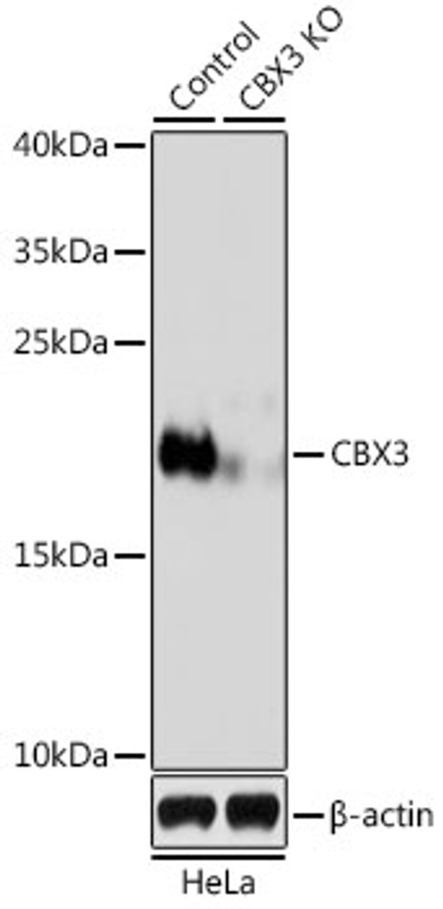 Western blot analysis of extracts from normal (control) and CBX3 knockout (KO) HeLa cells using CBX3 Polyclonal Antibody at dilution of 1:500.