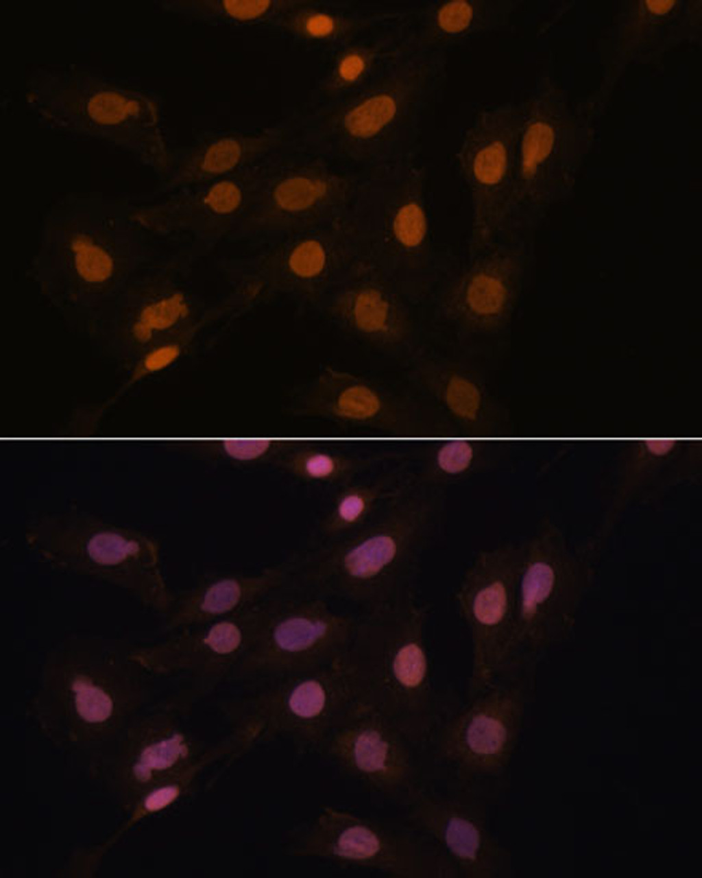 Immunofluorescence analysis of C6 cells using CBX3 Polyclonal Antibody at dilution of  1:100. Blue: DAPI for nuclear staining.