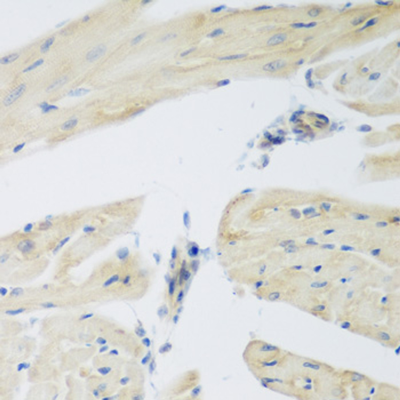 Immunohistochemistry of paraffin-embedded Mouse heart using LEPREL2 Polyclonal Antibody at dilution of  1:200 (40x lens).