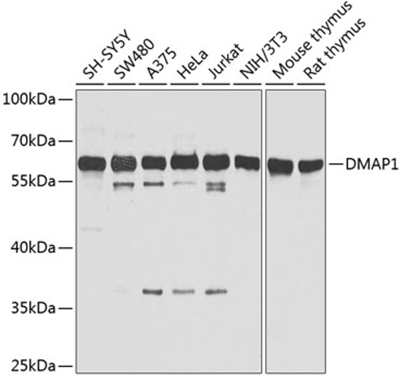 Western blot analysis of extracts of various cell lines using DMAP1 Polyclonal Antibody at dilution of 1:1000.