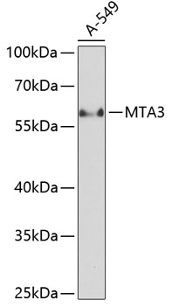 Western blot analysis of extracts of A-549 cells using MTA3 Polyclonal Antibody at dilution of 1:1000.