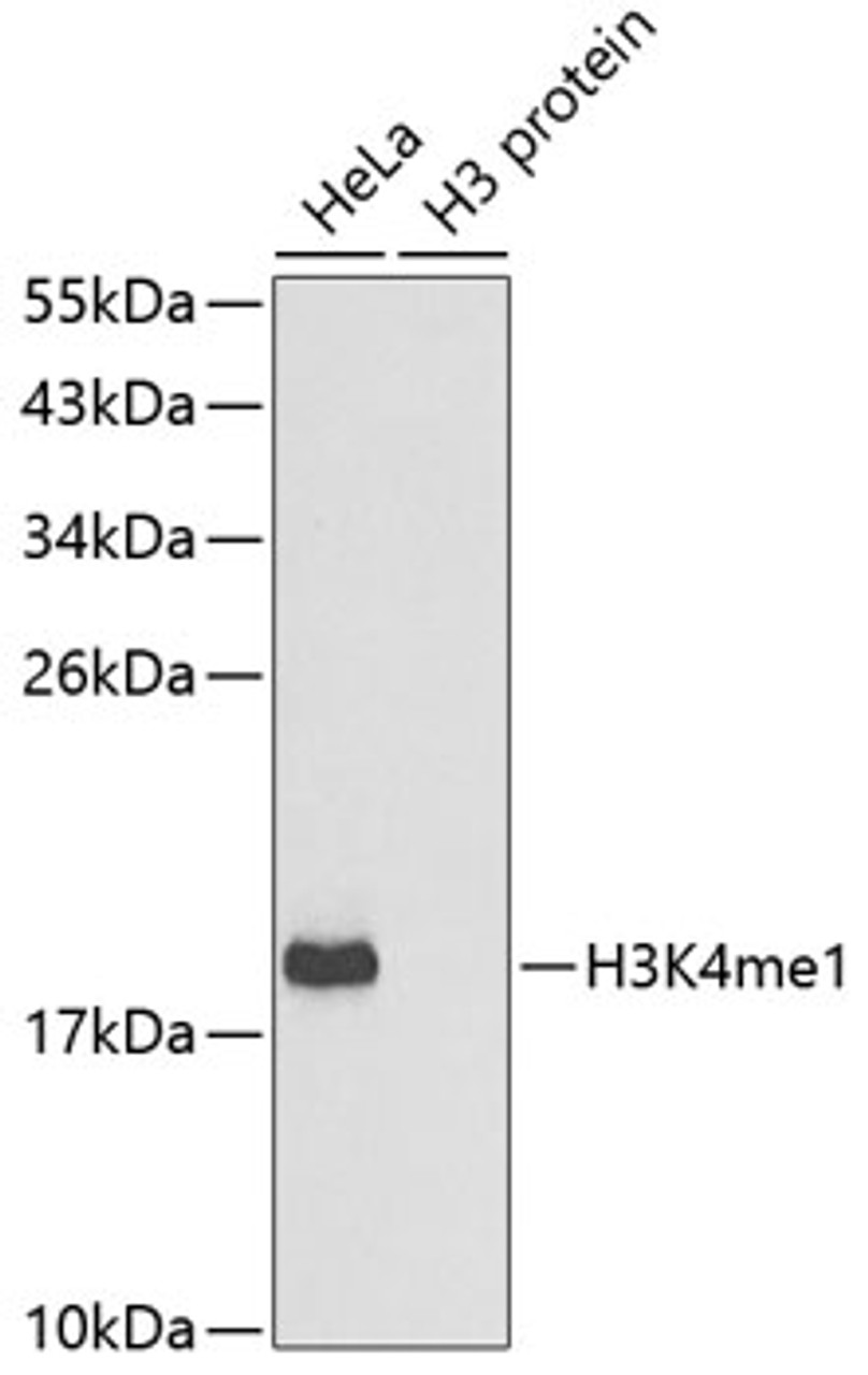 Western blot analysis of extracts of various cell lines using MonoMethyl-Histone H3-K4 Polyclonal Antibody.