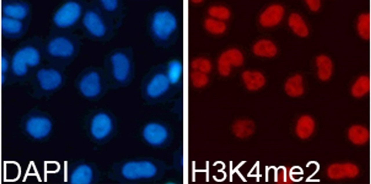 Immunofluorescence analysis of 293T cells using DiMethyl-Histone H3-K4 Polyclonal Antibody