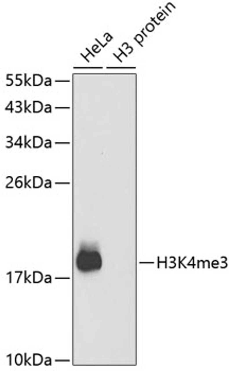 Western blot analysis of extracts of various cell lines using TriMethyl-Histone H3-K4 Polyclonal Antibody.