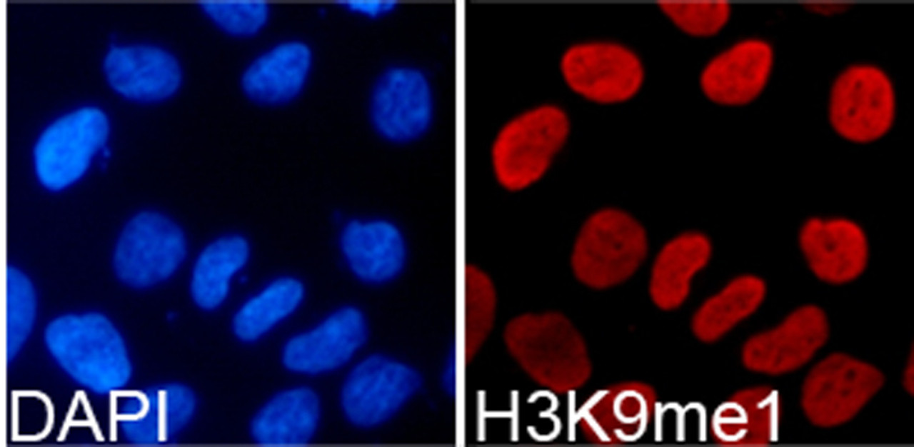 Immunofluorescence analysis of 293T cells using MonoMethyl-Histone H3-K9 Polyclonal Antibody
