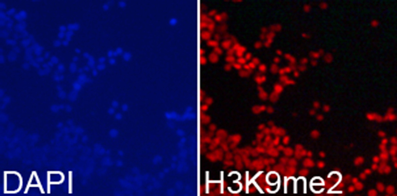 Immunofluorescence analysis of 293T cells using DiMethyl-Histone H3-K9 Polyclonal Antibody