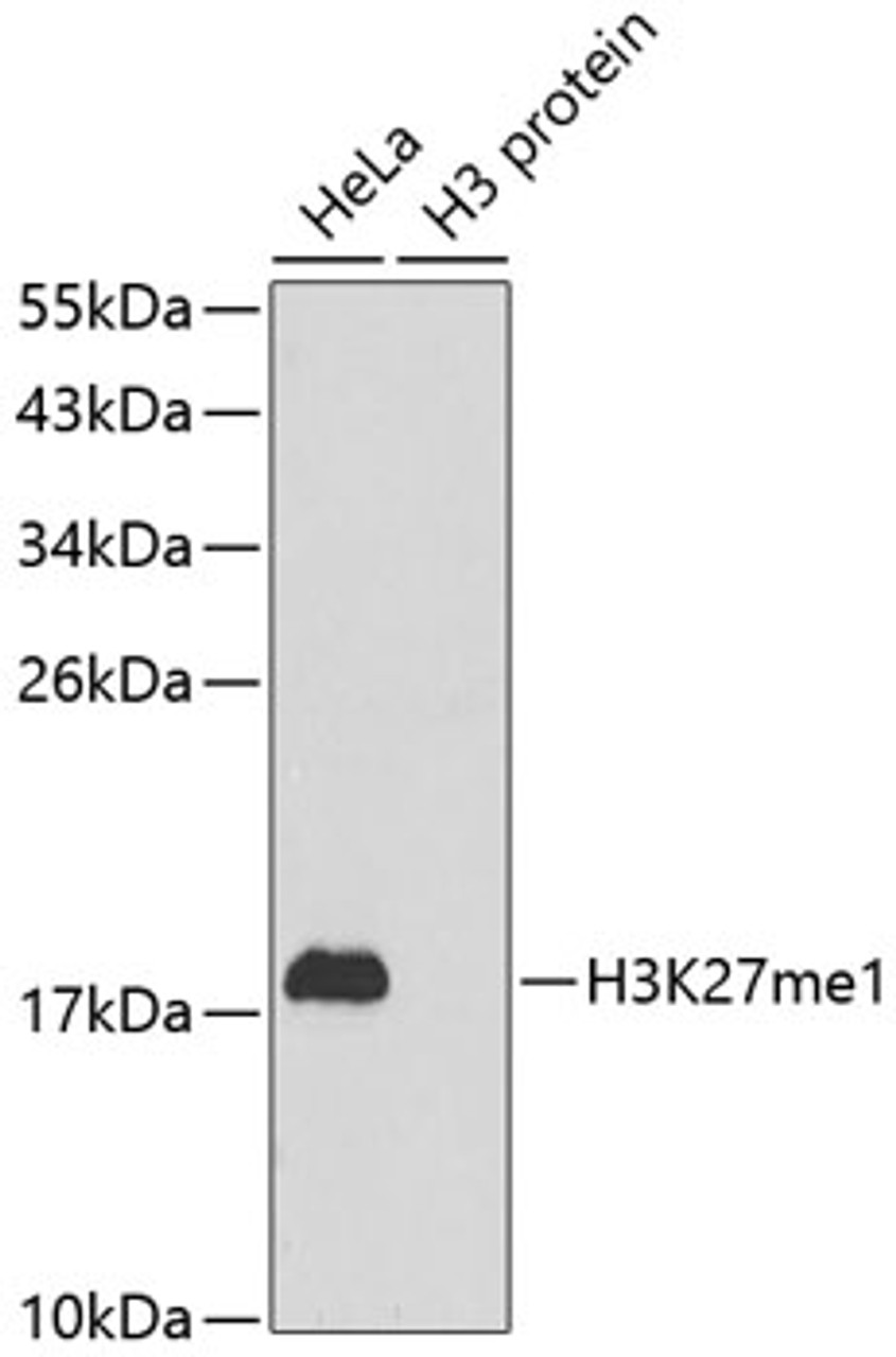Western blot analysis of extracts of various cell lines using MonoMethyl-Histone H3-K27 Polyclonal Antibody.