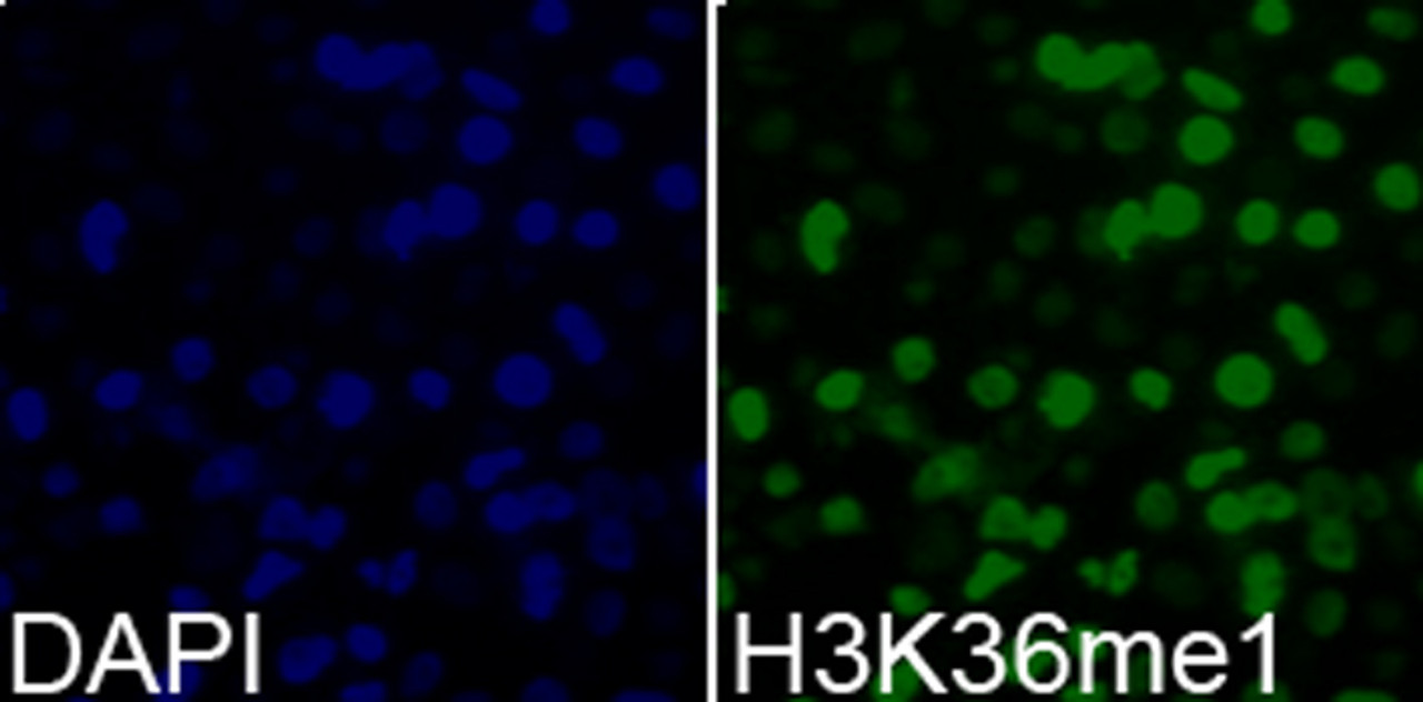 Immunofluorescence analysis of 293T cells using MonoMethyl-Histone H3-K36 Polyclonal Antibody